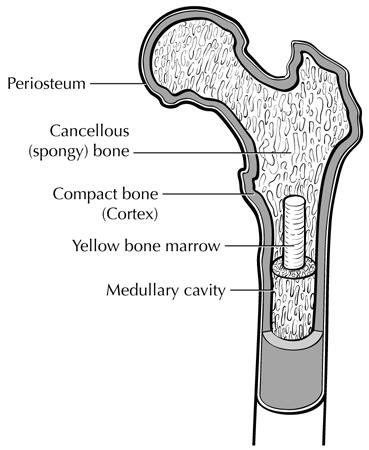 38.1. Bone: Appendicular Skeleton, Trunk, Skull and Facial Bones 9 Anatomy FIGURE 38.