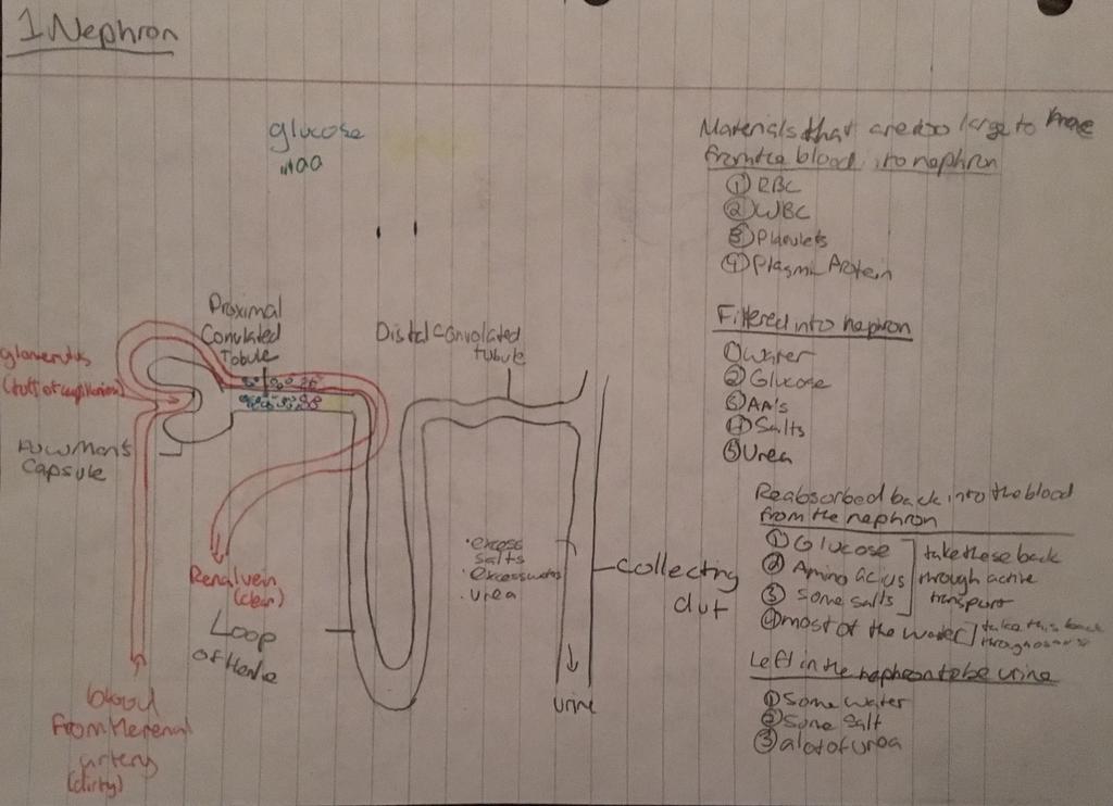 Renal vein- blood comes out of the kidney clean of waste and with the correct water-salt concentration 2 Ureters- carry the urine out of the kidney so they can exit the body (urine- made of salts,