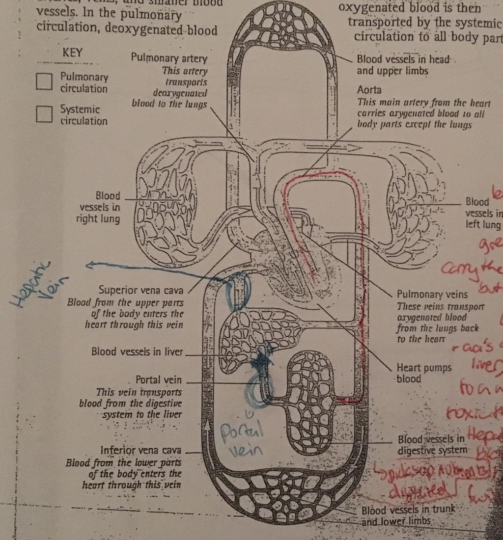 That nephron filters the blood because the blood pressure from the heart pushes most of the molecules from the blood right through Bowman's Capsule- not pushing through the blood cells or blood
