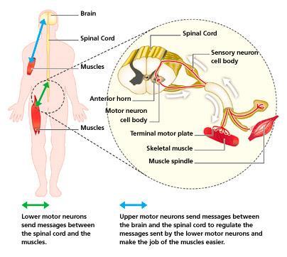 Musculo-Skeletal System in Motion 3 Movement involves complex nervous system
