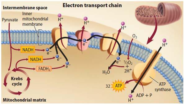 Electron Transport In aerobic respiration, electron transport is the final step in the breakdown of glucose.