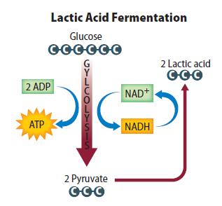 Anaerobic Respiration Lactic acid fermentation Enzymes convert the pyruvate made during glycolysis into lactic acid.