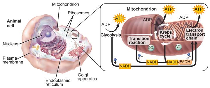 Overview of Cellular respiration occurs in two main parts: glycolysis and aerobic respiration.