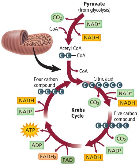 Krebs Cycle Steps of the Krebs cycle Citric acid is broken down releasing two molecules of carbon dioxide and