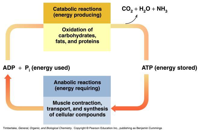 Metabolism Metabolism involves : Catabolic reactions that break down large, complex molecules to