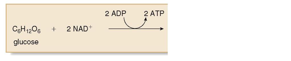 Glycolysis 2 ATPs are used in phase one of glycolysis, and 4 ATPs are made in