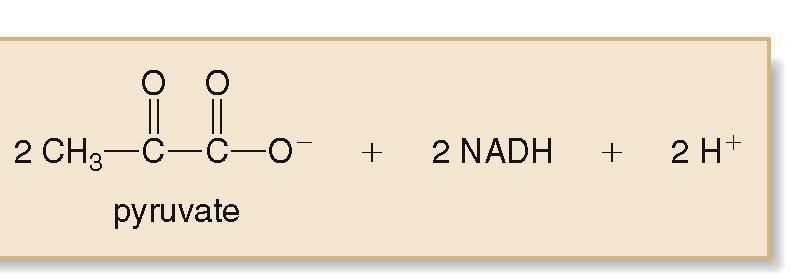 The net result is the synthesis of 2 ATPs from glycolysis.