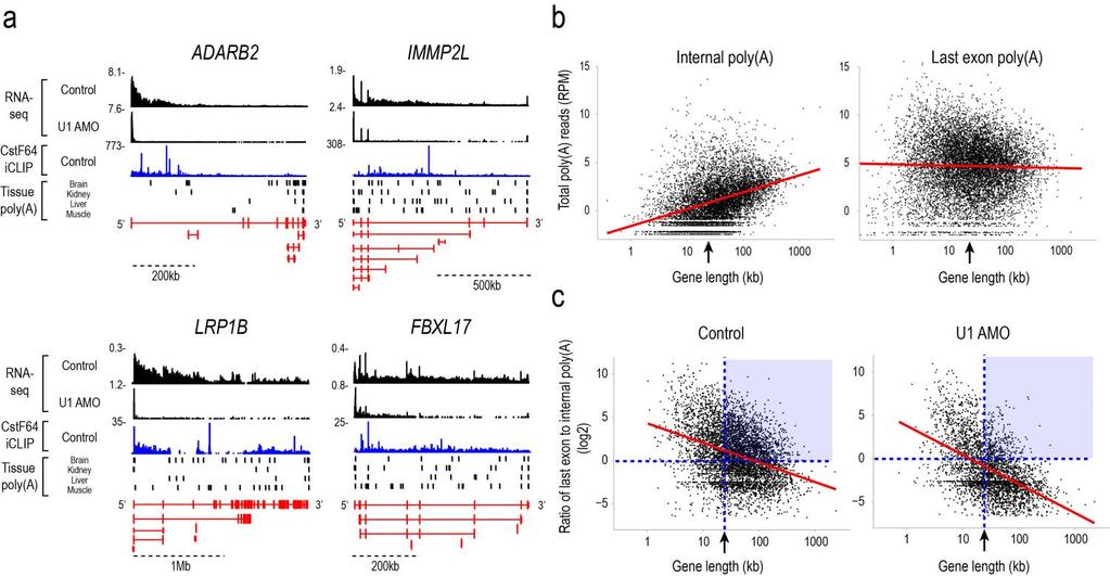 Supplementary Figure 6 U1 AMO increases transcription attrition in large genes. (a) Transcription attrition naturally occurs in large genes.