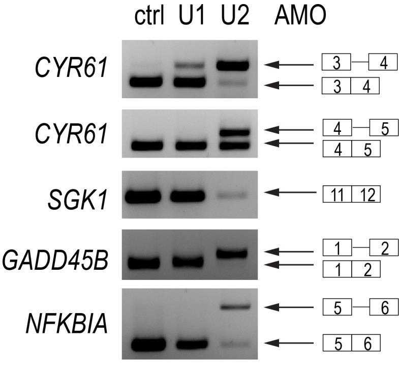 Supplementary Figure 7 U2 AMO induces splicing inhibition.