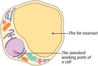 fat can be stored in the cells, making them more insulin resistant Fat is more