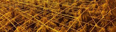 of licensed crop protection chemicals for MMJ esp in
