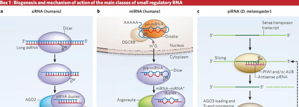 Small RNA