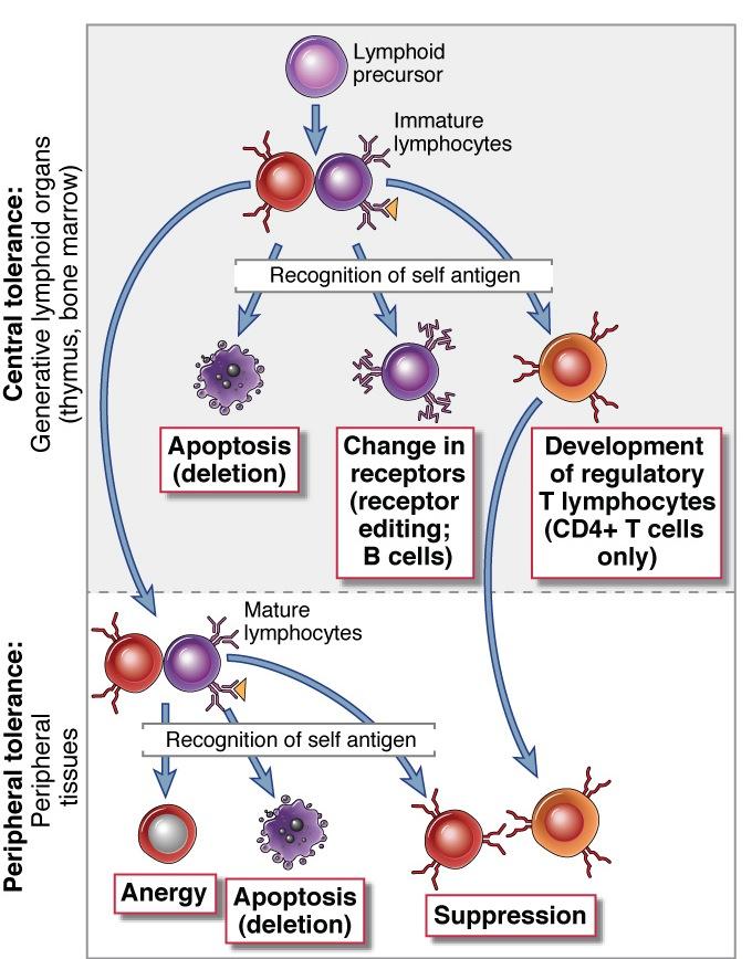 4 The importance of immune regulation To avoid excessive lymphocyte activation and tissue damage during normal protective responses against infections To prevent inappropriate reactions against self