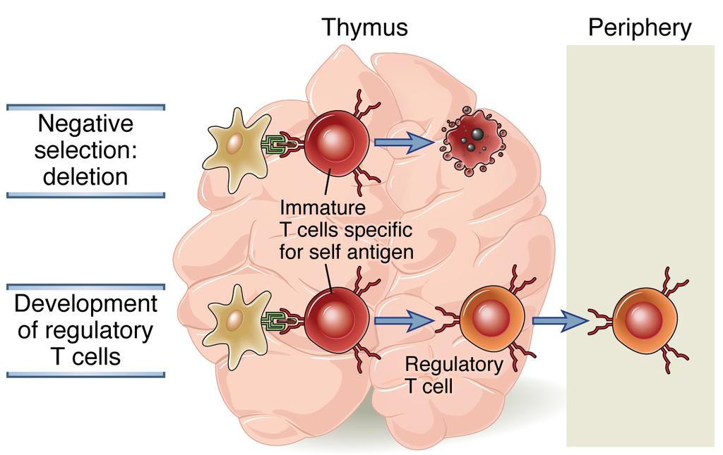 Consequences of self antigen recognition in thymus 7 Abbas, Lichtman and Pillai. Cellular and Molecular Immunology, 7 th edition, 2011 c Elsevier 8 What self antigens are seen in the thymus?