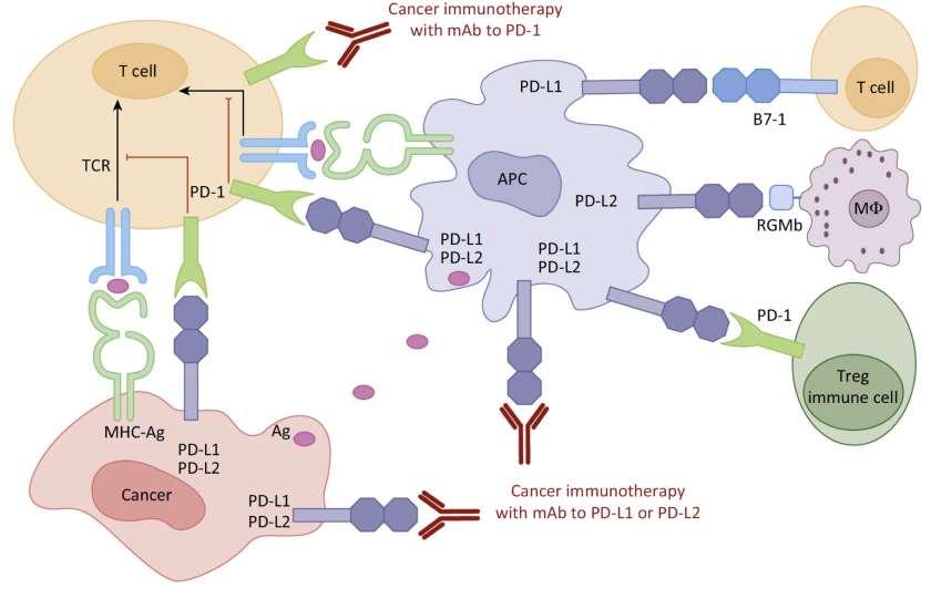 Cancer immunotherapy with anti-pd-1 and anti-pd-l1/l2 antibodies Kim C.