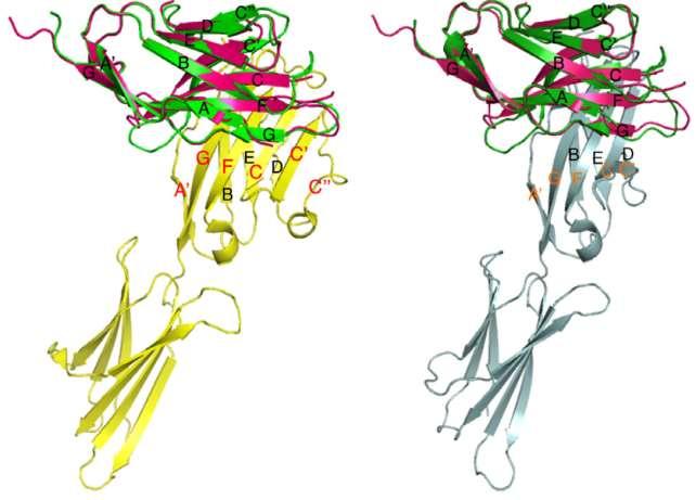 Crystal structures of PD-1/PD-L1 (left) and PD- 1/PD-L2 complexes