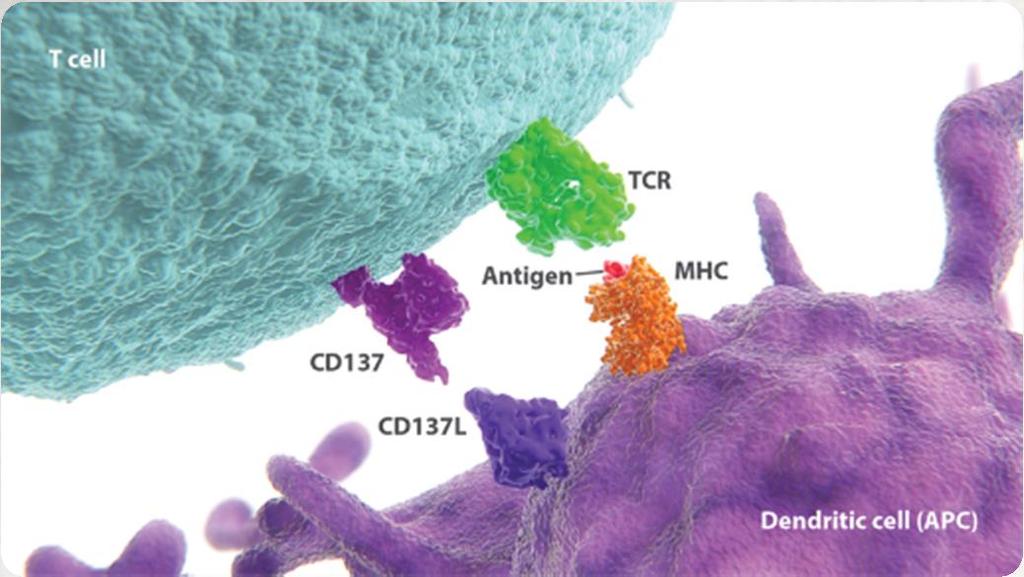 CD137: POTENTIATES INNATE AND ADAPTIVE IMMUNITY* CD137, or 4-1BB, is an activating receptor found on both T cells and natural killer (NK) cells 17,18 The presence of CD137 appears to be a marker for