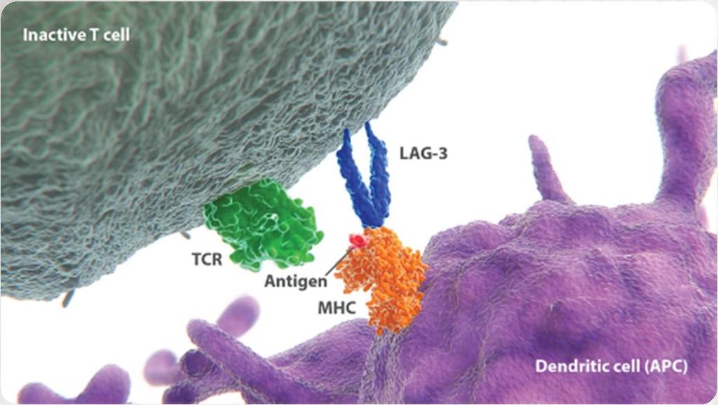 LAG-3: IMPLICATED IN BOTH T-CELL EXHAUSTION AND SUPPRESSION Lymphocyte-activation gene 3 (LAG-3) is an immune checkpoint receptor expressed on the surface of both activated cytotoxic T cells and