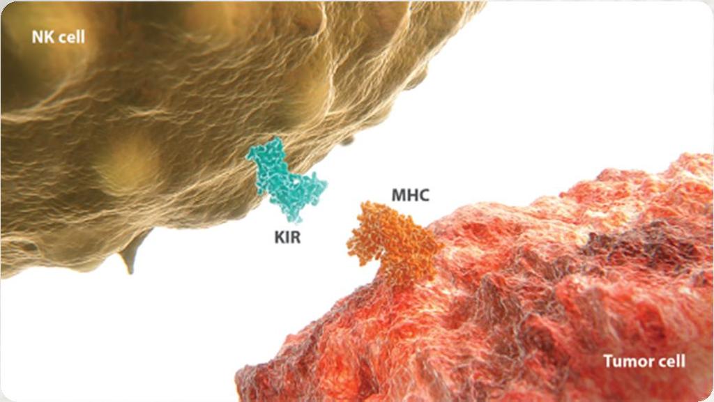 KIR: REGULATES THE FIRST RESPONDERS OF IMMUNE DEFENSE NK CELL MECHANISMS: Inhibitory Pathways Killer cell immunoglobulin-like receptors (KIRs) are immune checkpoint receptors expressed on the surface