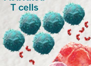 escape the immune system Activated T cells NK cell
