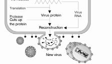 Treatment Drugs developed to interfere with viral replication at major points in HIV lifecycle HIV treated with