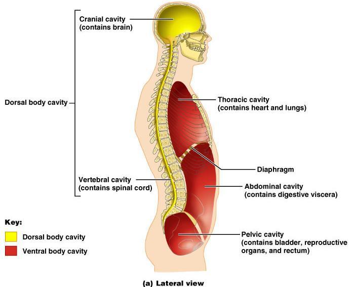 Body Cavities Dorsal cavity protects the nervous system, and is divided into two subdivisions o Cranial cavity is within the skull and encases the brain o Vertebral cavity runs within the vertebral