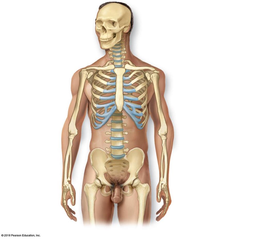 The Skeletal System Parts of the skeletal
