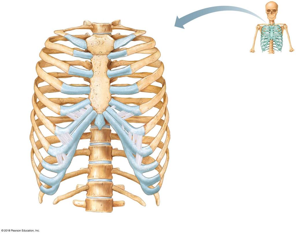 T 1 vertebra Sternum True ribs (1 7) False ribs (8 12)