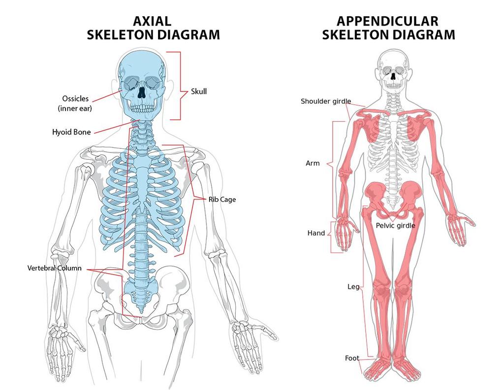 Subdivisions of the Skeletal System The skeletal system is
