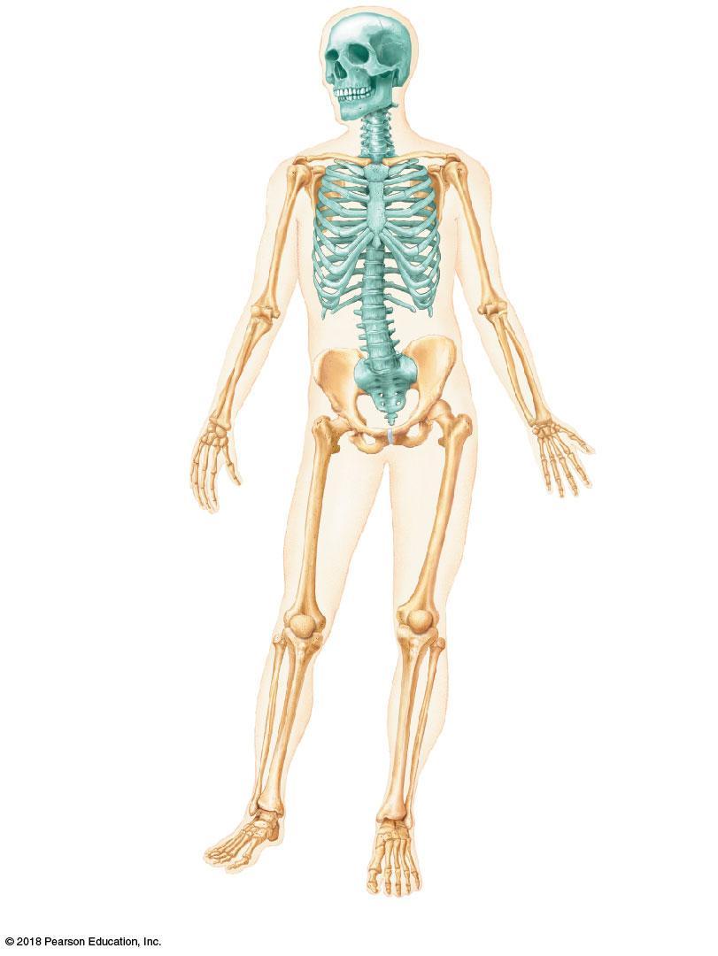 Axial Skeleton Forms the longitudinal axis of the body Divided into three parts: Skull Cranium Facial Bones Hyoid Bone Vertebral column Cervical vertebrae Thoracic vertebrae