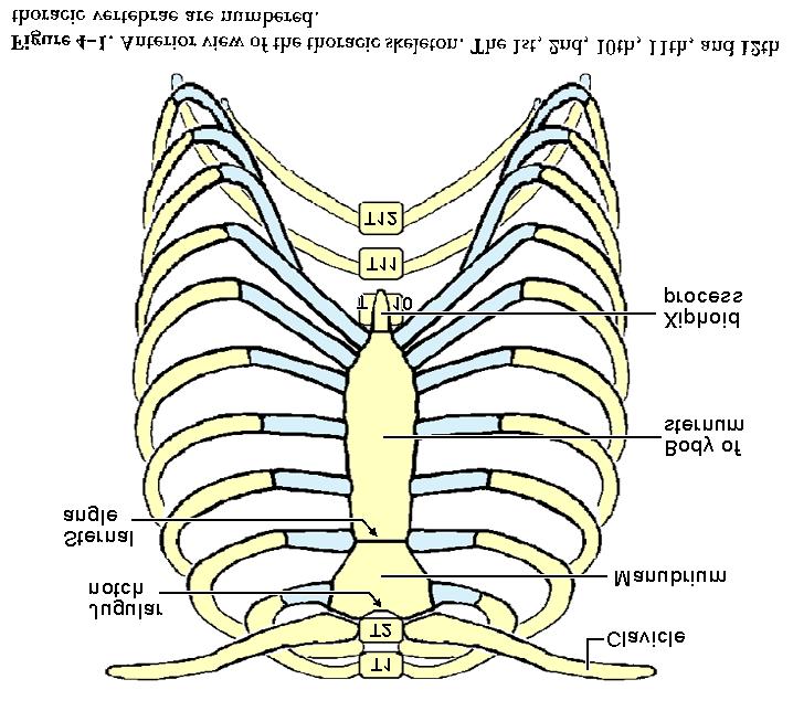 65 When one runs a finger down the anterior surface of the manubrium onto the body of the sternum, the angle between the anterior surfaces of these two bones can be felt.