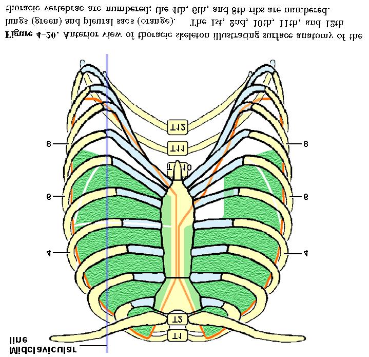 106 Bony Landmarks on Front of Chest Placing the manubrium, sternum, and xiphoid in relation to the vertebral column is relatively easy.