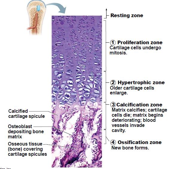 Bone Growth Dec 4 9:26 PM VII. Bone Formation, Growth, and Remodeling cont'd B. Bone Remodeling (throughout life) bones are remodeled in response to: 1.