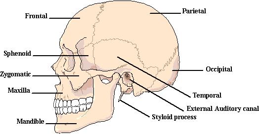 Cranium consists of 8 bones «frontal «parietal «temporal (zygomatic process, mastoid,