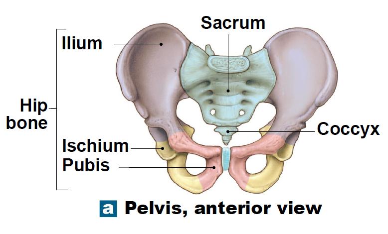 Pelvic Girdle: weight bearing / protection formed by 2 coxal (hip) bones each formed by fusion of 3