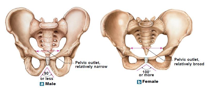 "sit down" bone, most inferior most anterior bone X. Appendicular Skeleton cont'd C.