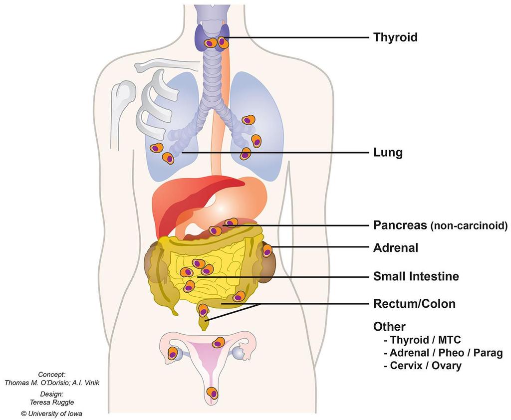 Diffuse (Neuro)Endocrine System Thymus Skin
