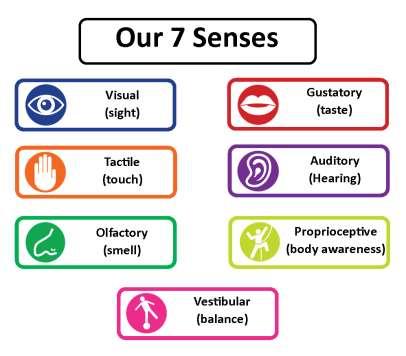 Why focus on senses?