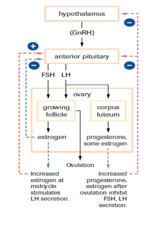 Hormonal Control Hypothalamus secretes GnRH signals puberty GnRH causes anterior pituitary to