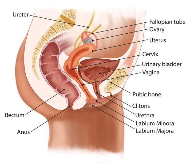 Female Anatomy Ovaries produce hormones estrogen and progesterone Site of egg development and ovulation Fallopian tubes (oviducts) carry ovum
