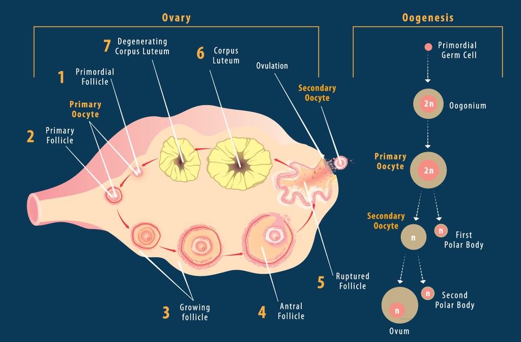 Oogenesis and Ovulation Oogenesis production of an egg Ovaries contain small groups of cells called follicles Follicles