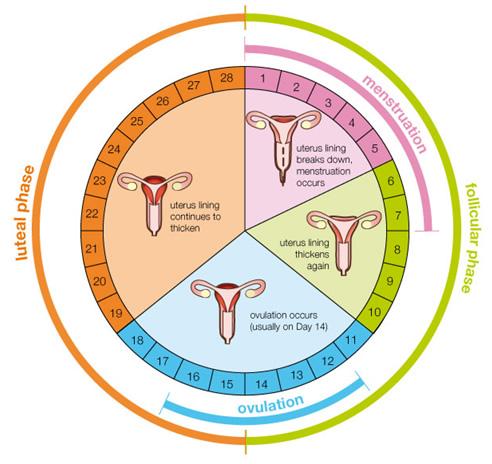 Menstrual Cycle Preparation for pregnancy 1. Flow phase day 1-5 2.