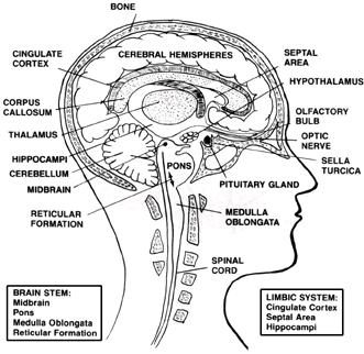 Diagrammatic Sagittal Detail Dysfunction or injury to the brain may occur in a specific location, or may be diffuse (many different locations).