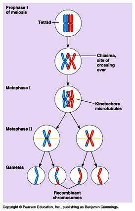 B And this: Chromosomes do not move intact when homologous