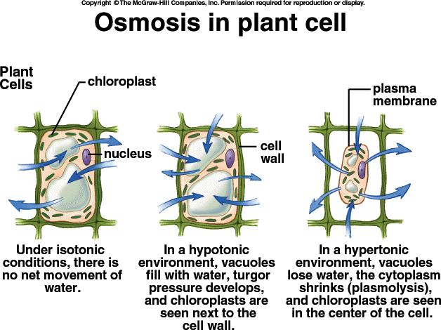 An example of the effects of each of these osmotic environments on a typical plant cell is shown in Figure 1.