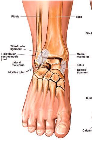 The Ankle Joint What is a Sprained Ankle? The ankle is a joint that is formed by the tibia and fibula (shin bones) and the talus (bone of the foot).