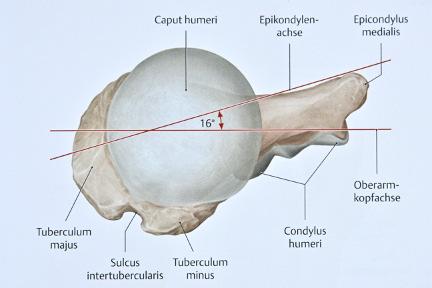 Retrotorsion of the head (i.e. torsion of humerus)?