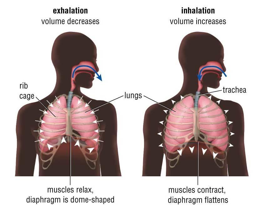 Involves the diaphragm (a large sheet of muscle underneath the lungs) and the muscles between the ribs.