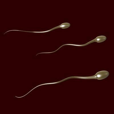 Sperm *Smaller than Egg *Swims through liquid