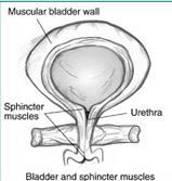 These two circular muscles are at the bottom of the bladder.